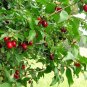 CORNELIAN CHERRY Cornus Mas - 30+ SEEDS Plantations