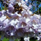 PRINCESS TREE Paulownia Tomentosa - 1000 SEEDS Plantations