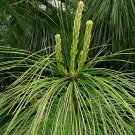 HIMALAYAN BLUE PINE Pinus Wallichiana griffithi - 10 SEEDS Plantations