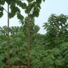 SHANTONG HYBRID Paulownia Shan Tong - 2000+ SEEDS Plantations