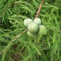 Bald Cypress Tree (Taxodium distichum) 25" - 32" Tall Plantations