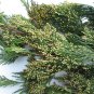 3 Incense Cedar Trees (Calocedrus decurrens) 8" - 12" Tall Potted Tree Plantations