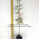 1 Acer griseum- 30-36 in Paperbark Maple-Reddish/Brown Peeling Bark -Potted Tree Plantations