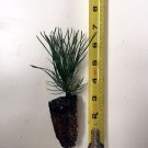 10 Mugo Pine - Swiss Mountain Pine (Pinus Mugo, mughus) - Bonsai or Landscape Plantations