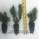 10 Dwarf Mugo Pine -Swiss Mountain Pine (Mugo Pinus) - Bonsai or Landscape Plantations