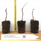 6 Potted Royalty Purple Raspberry Plants - Sweet, Great Flavor, Productive Plantations