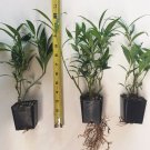 10 Sarcococca hookeriana var. humilis, Evergreen shrubs, Fragrant flowers Plantations