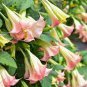 Brugmansia suaveolens PINK ANGELS TRUMPET Seeds Plantations