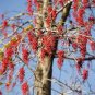 Idesia polycarpa IGIRI TREE Seeds Plantations