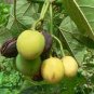 Jatropha curcas PHYSIC NUT Seeds Plantations