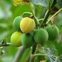 Jatropha curcas PHYSIC NUT Seeds Plantations