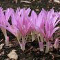 Colchicum autumnale AUTUMN CROCUS Seeds Plantations