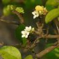 Catunaregam spinosa SPINY GARDENIA Seeds Plantations