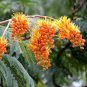 Colvillea racemosa UNIQUE TREE Seeds Plantations