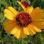 Thelesperma filifolium STIFF GREENTHREAD Seeds Plantations