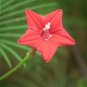 Ipomoea quamoclit CYPRESS VINE Seeds Plantations