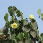 Thespesia populnea PORTIA TREE Seeds Plantations