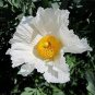 Romneya coulteri PERENNIAL Seeds Plantations