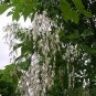 Cladrastis lutea YELLOWWOOD Tree Seeds Plantations
