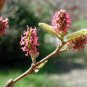 Fortunearia sinensis Pink Flowers Seeds Plantations