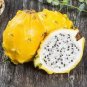 Selenicereus megalanthus DRAGONFRUIT CACTI Seeds Plantations