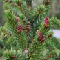 Picea omorika SERBIAN SPRUCE Seeds Plantations