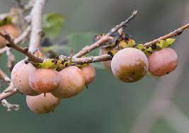 Diospyros lotus PERSIMMON TREE Seeds Plantations