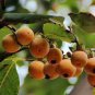 Diospyros lotus PERSIMMON TREE Seeds Plantations