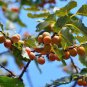 Diospyros lotus PERSIMMON TREE Seeds Plantations