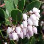 Arctostaphyllos manzanita MANZANITA Exotic Seeds Plantations
