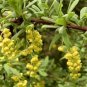 Berberis aristata HIMALAYAN BARBERRY Seeds Plantations