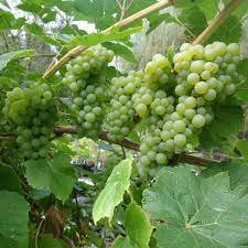 Vitis labrusca NIAGARA GRAPE Seeds Plantations