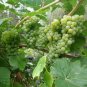 Vitis labrusca NIAGARA GRAPE Seeds Plantations
