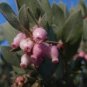 Arctostaphyllos canescens MANZANITA Exotic Seeds Plantations