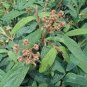 Viburnum rhytidophyllum LEATHERLEAF VIBURNUM Seeds Plantations