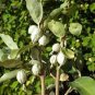 Elaeagnus communata AMERICAN SILVERBERRY Seeds Plantations