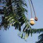 Parkia roxburghii TREE BEAN Seeds Plantations