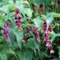 Leycesteria formosa UNIQUE SHRUB Seeds Plantations