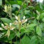 Cadaba fruticosa INDIAN CADABA Seeds Plantations