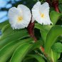 Costus speciosus SPIRAL GINGER Seeds Plantations