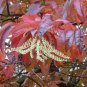 Oxydendron arboreum SOURWOOD TREE Seeds Plantations