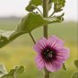 Lavatera arborea TREE MALLOW Seeds Plantations