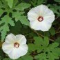 Merremia dissecta ALAMO VINE Seeds Plantations