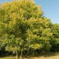 Populus tremula ASPEN TREE Seeds Plantations