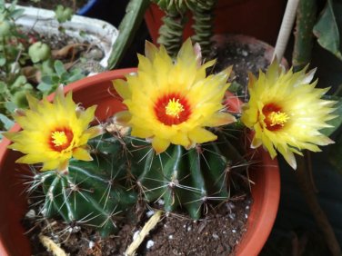 Echinocactus setispinus Barrel Cactus Seeds Plantations