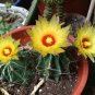 Echinocactus setispinus Barrel Cactus Seeds Plantations