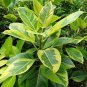 Ficus altissima TREE Exotic Seeds Plantations