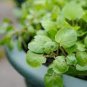 Nasturtium officinalis WATERCRESS Herb Seeds Plantations
