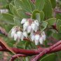 Arctostaphyllos pungens MANZANITA Exotic Seeds Plantations
