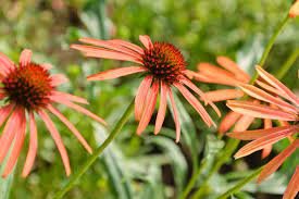 Echinacea Orange Meadowbrite Coneflower Seeds Plantations